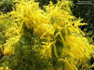 mimosa2