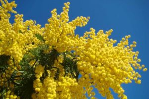 mimosa-703x469